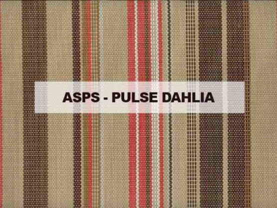 ASPS PULSE DAHLIA